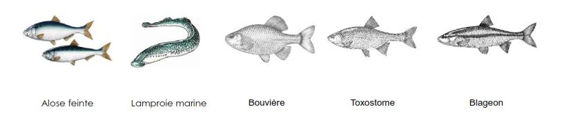 Les espèces piscicoles d'intérêt communautaire du site Petit Rhône