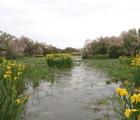 Iris des marais sur les bords du Petit Rhône (©L. Schaeffer / PNRC)