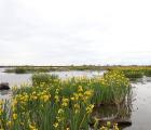 Iris des marais sur les bords du Petit Rhône (©L. Schaeffer / PNRC)