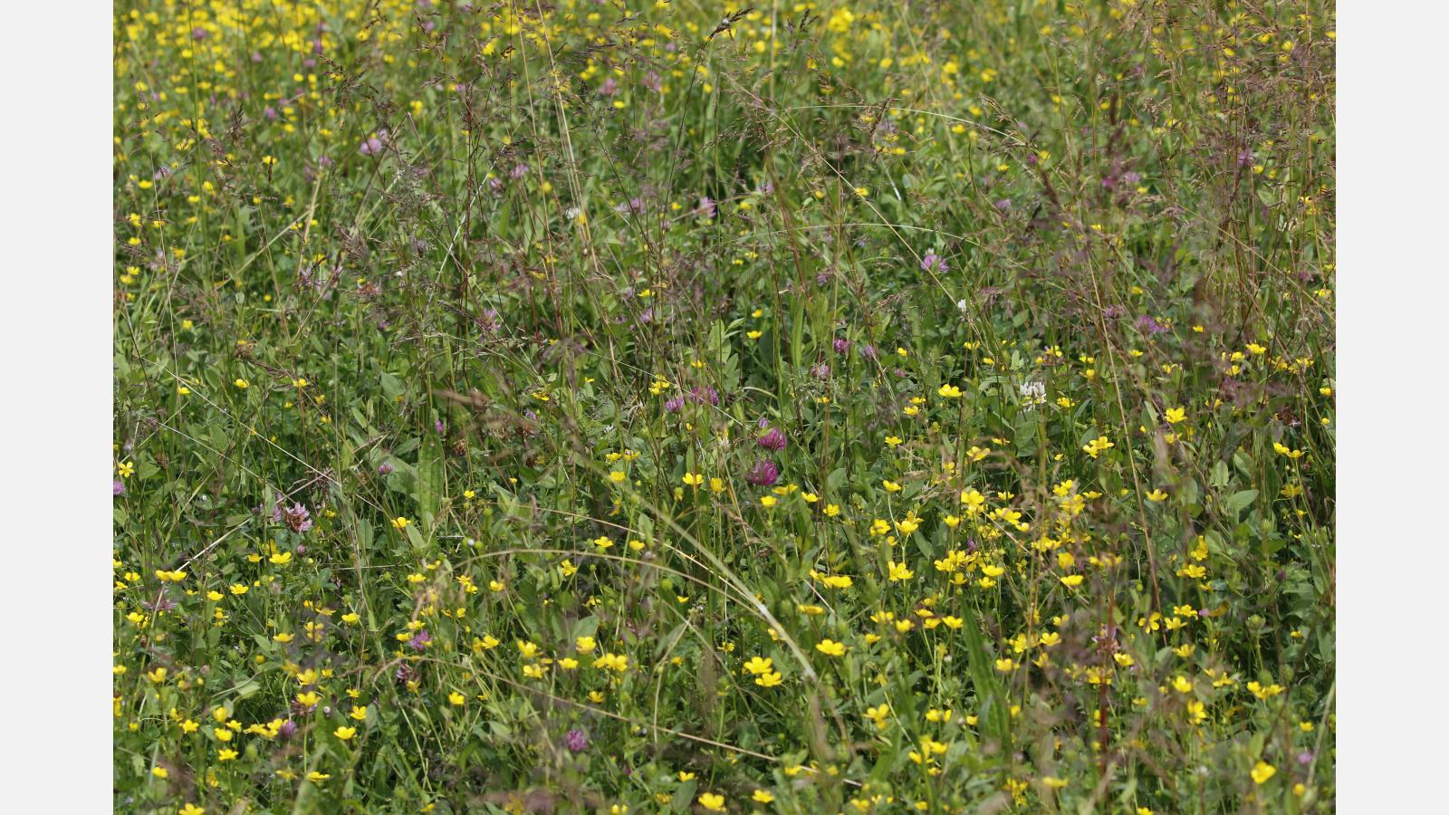 zoom_parcelle_cure_2025